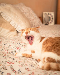 Cat lying on bed at home