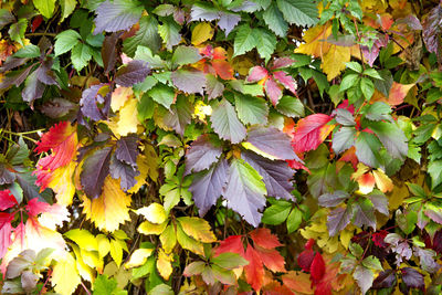 Close-up of maple leaves on tree