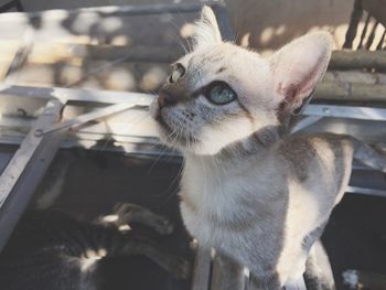 Close-up of cat