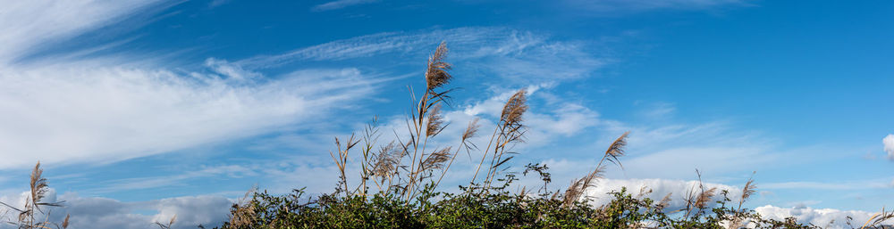 Low angle view of flowering plants against sky