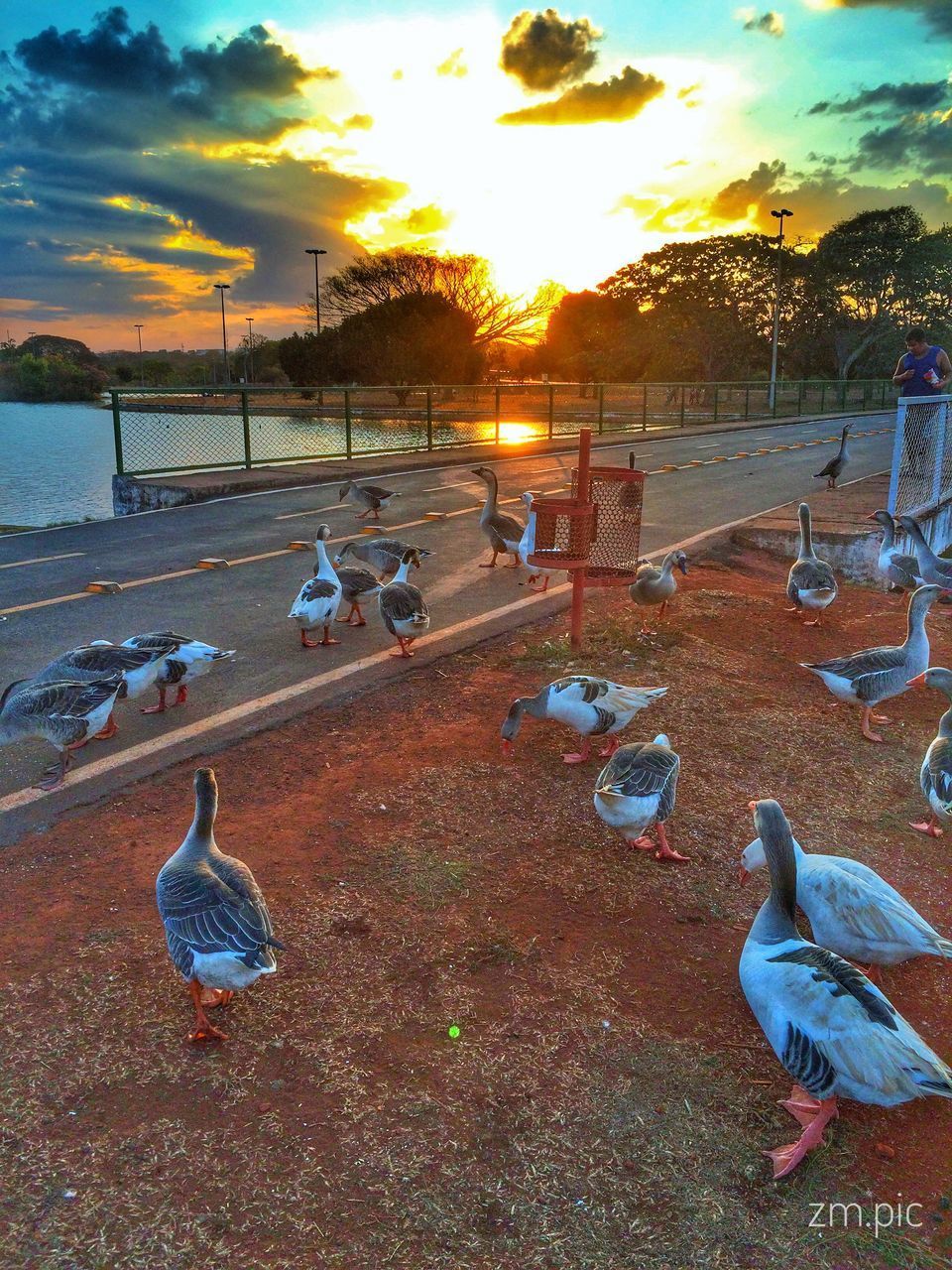 SEAGULLS ON SHORE AT SUNSET