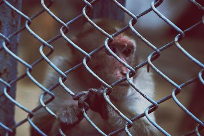 Close-up of monkey in cage at zoo