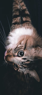 Close-up of a cat looking away