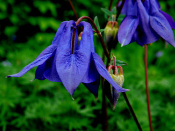 Close-up of purple iris flower