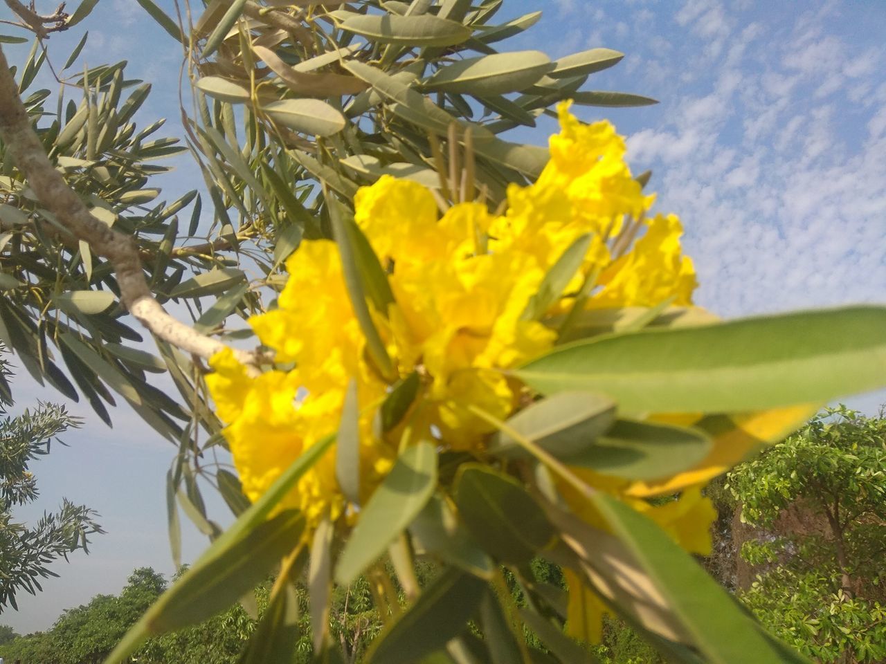 plant, yellow, growth, flower, flowering plant, nature, beauty in nature, tree, freshness, leaf, plant part, sky, no people, produce, close-up, tropical climate, outdoors, day, green, fragility, flower head, food, wildflower, low angle view, sunlight, agriculture, food and drink, palm tree, petal