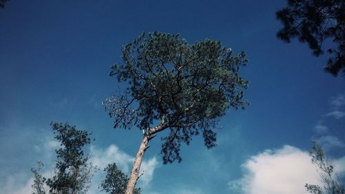 Low angle view of flower tree against sky