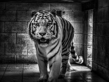Portrait of a tiger in zoo