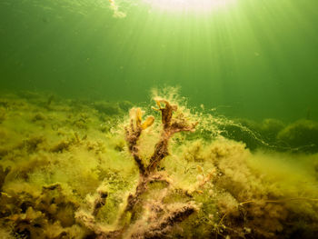 Close-up of turtle swimming in sea