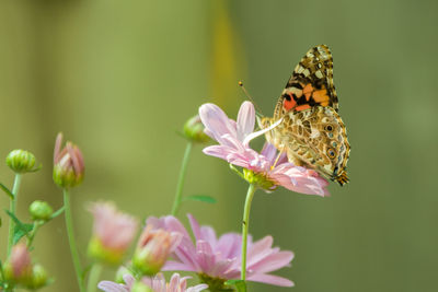 Close-up of butterfly pollinating on purple flower