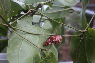 Close-up of red berries on plant