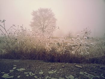 Trees on field against sky during winter