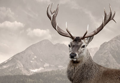 Close-up of deer on mountain against sky