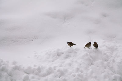 Birds on snow during winter