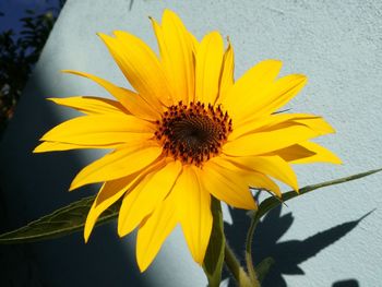 Close-up of yellow flower blooming outdoors