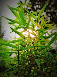 Close-up of green leaves on plant