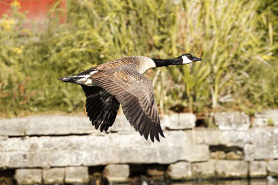 Canada goose flying outdoors