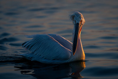 Close-up of a bird