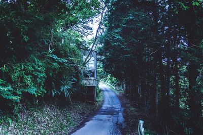 Narrow walkway along trees in forest