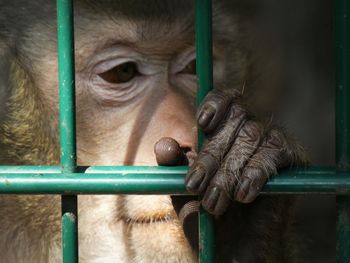 Close-up of monkey in cage