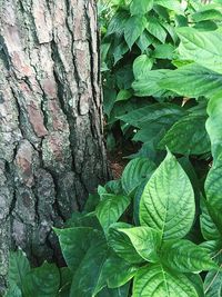 Close-up of leaves on tree trunk