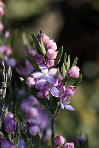 Close-up of pink flowering plant