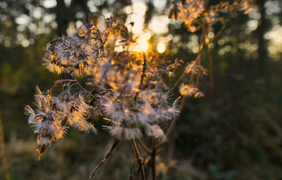 Close-up of wilted flowers during sunset