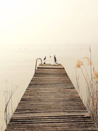 Man standing on jetty by sea against clear sky