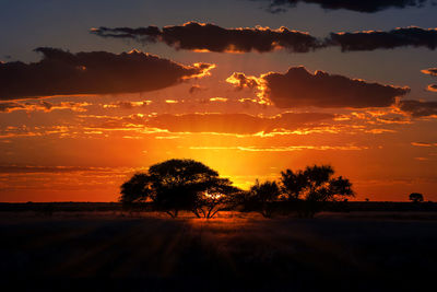 Silhouette trees against sky during sunset