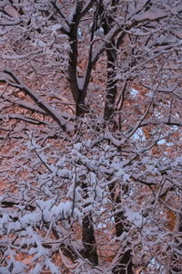 Full frame shot of trees during winter