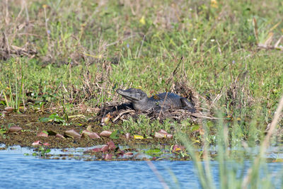 Bird perching on a lake