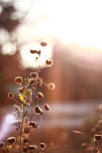 Close-up of flowering plant against sky