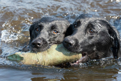 Two black labradors retrieving a training dummy from the water together