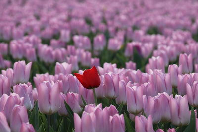 Close-up of pink tulips on field