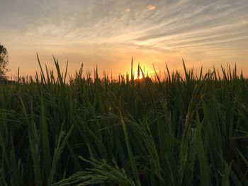 Crops growing on field against sky during sunset