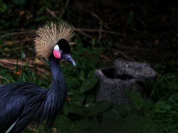 Close-up of bird on field