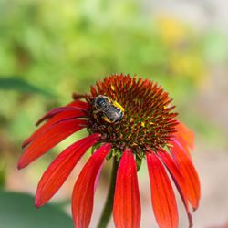Close-up of bee pollinating on flower