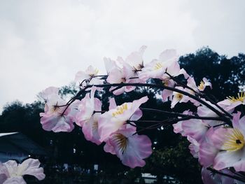Close-up of flower blooming against sky