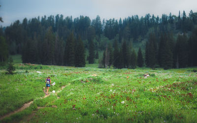 Scenic view of trees growing on field