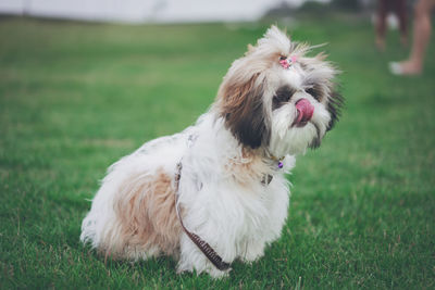 White dog on field