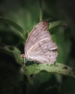 Close-up of butterfly on leaf