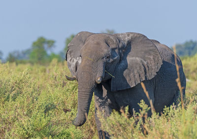 animal