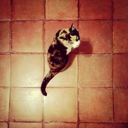Portrait of cat sitting on tiled floor