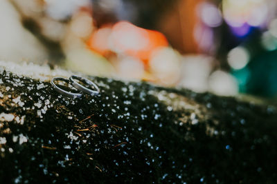 Close-up of wet lizard