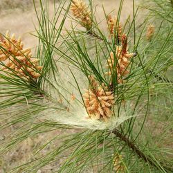 Close-up of plant during autumn