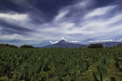 Scenic view of field against sky