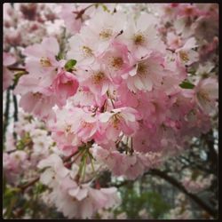 Low angle view of pink flowers blooming on tree