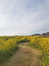 Scenic view of field against sky