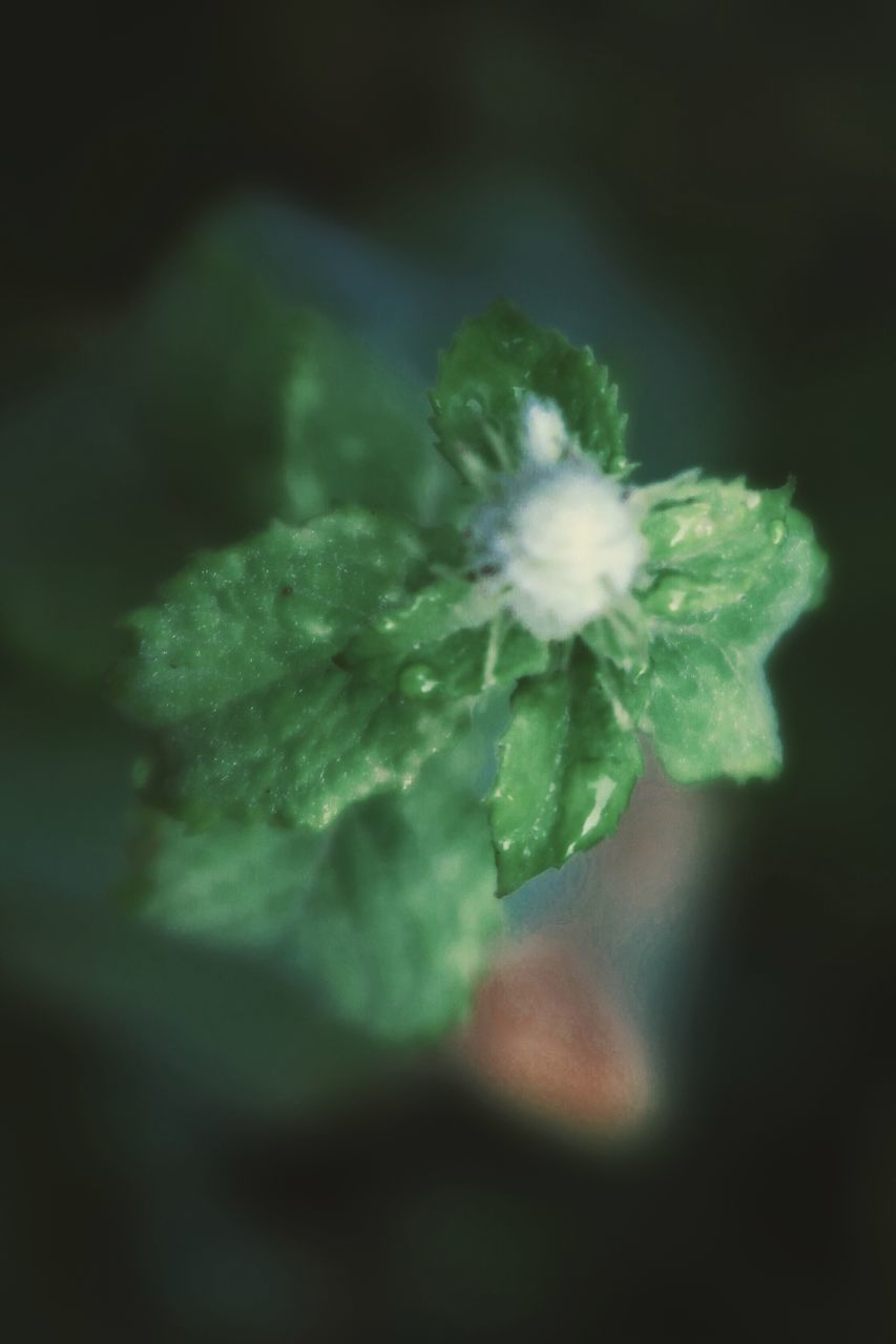 CLOSE-UP OF WHITE FLOWER ON LEAF