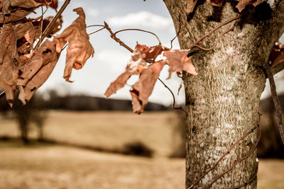 Close-up of tree against sky