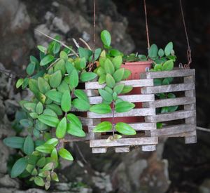 Close-up of fresh green plant